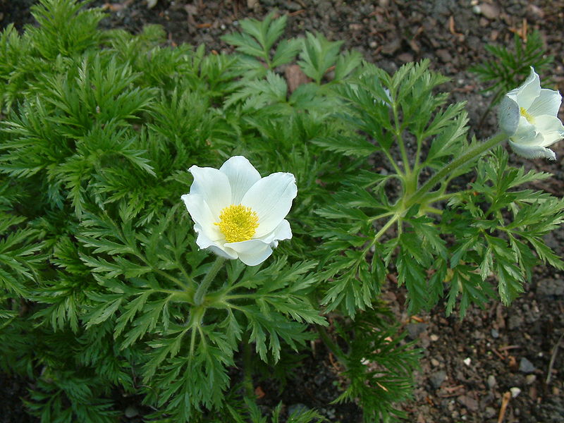 File:Sasanka alpejska Pulsatilla alba RB1.JPG