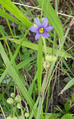 Sisyrinchium montanum flower