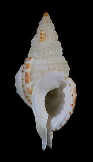 <i>Sassia</i> Genus of gastropods