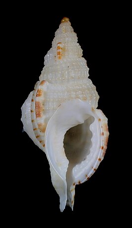 Sassia semitorta