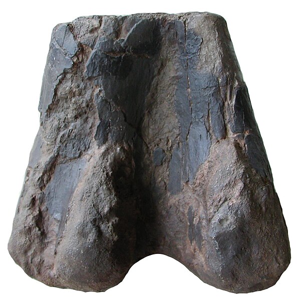 File:Sauropod femur end Phuwiang.jpg