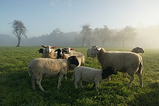 sheep (Ovis aries) in Austria