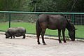 Pferd und Hängebauchschwein