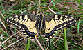 * Nomination Old World Swallowtail (Papilio machaon) on the Desenberg near Warburg --Tuxyso 06:56, 3 August 2014 (UTC) * Promotion Good quality. --Poco a poco 10:54, 3 August 2014 (UTC)