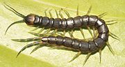 Thumbnail for Scolopendra calcarata