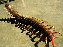 giant prehistoric centipedes