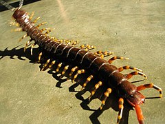 Scolopendra gigantea