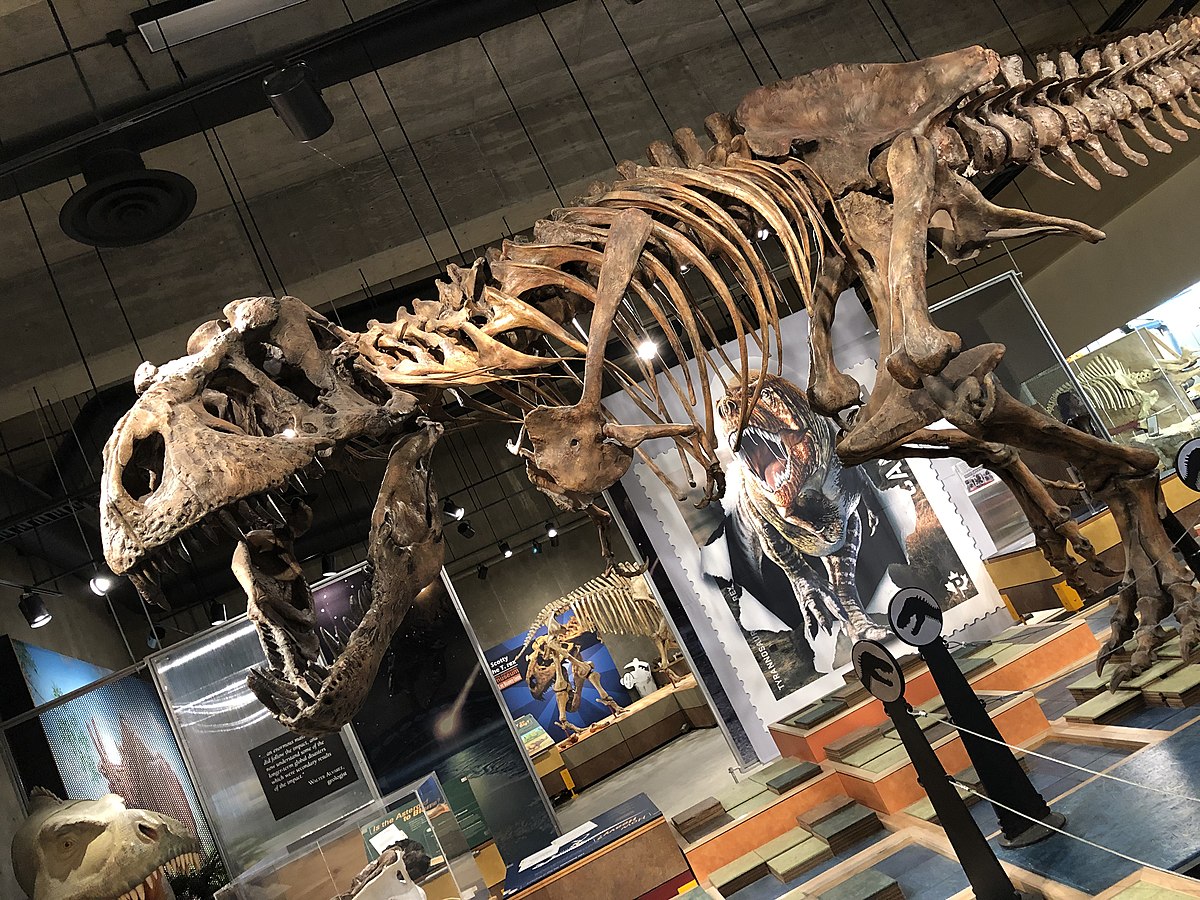 スコッティ ティラノサウルス Wikipedia