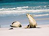 Sea lion australia.jpg