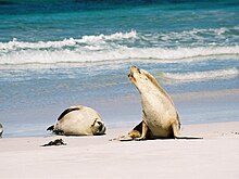 An Australian sea lion vocalising Sea lion australia.jpg