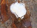 June 24: A female Selenops lindborgi spider with its egg sac.