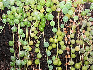 Senecio rowleyanus.jpg