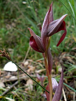 Serapias olbia