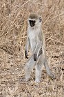 Koczkodan w Serengeti