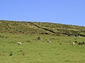 Sheep grazing - geograph.org.uk - 220155.jpg
