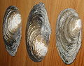 26 July 2001 Shells from river Danube