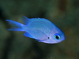 Chromis albomaculata