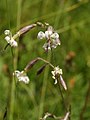 Nachtsilene (Silene nutans)