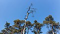 Silhouet dode boomtop in de strakblauwe lucht.Location, Kroondomein Het Loo