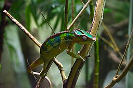 Singapore zoo, Singapore (47786274891).jpg