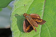 Smaller dartlet (Oriens goloides).jpg