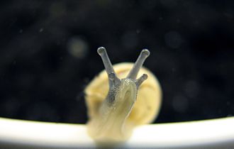 Pulmonate land snails usually have two sets of tentacles on their head: the upper pair have an eye at the end; the lower pair are for olfaction. Snail-front-0A.jpg
