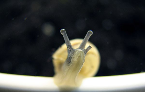 Front view of land snail showing upper and lower sets of tentacles