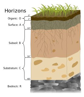 <span class="mw-page-title-main">Humus</span> Organic matter in soils resulting from decay of plant and animal materials