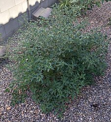 Habit Solanum nigrum habit.jpg