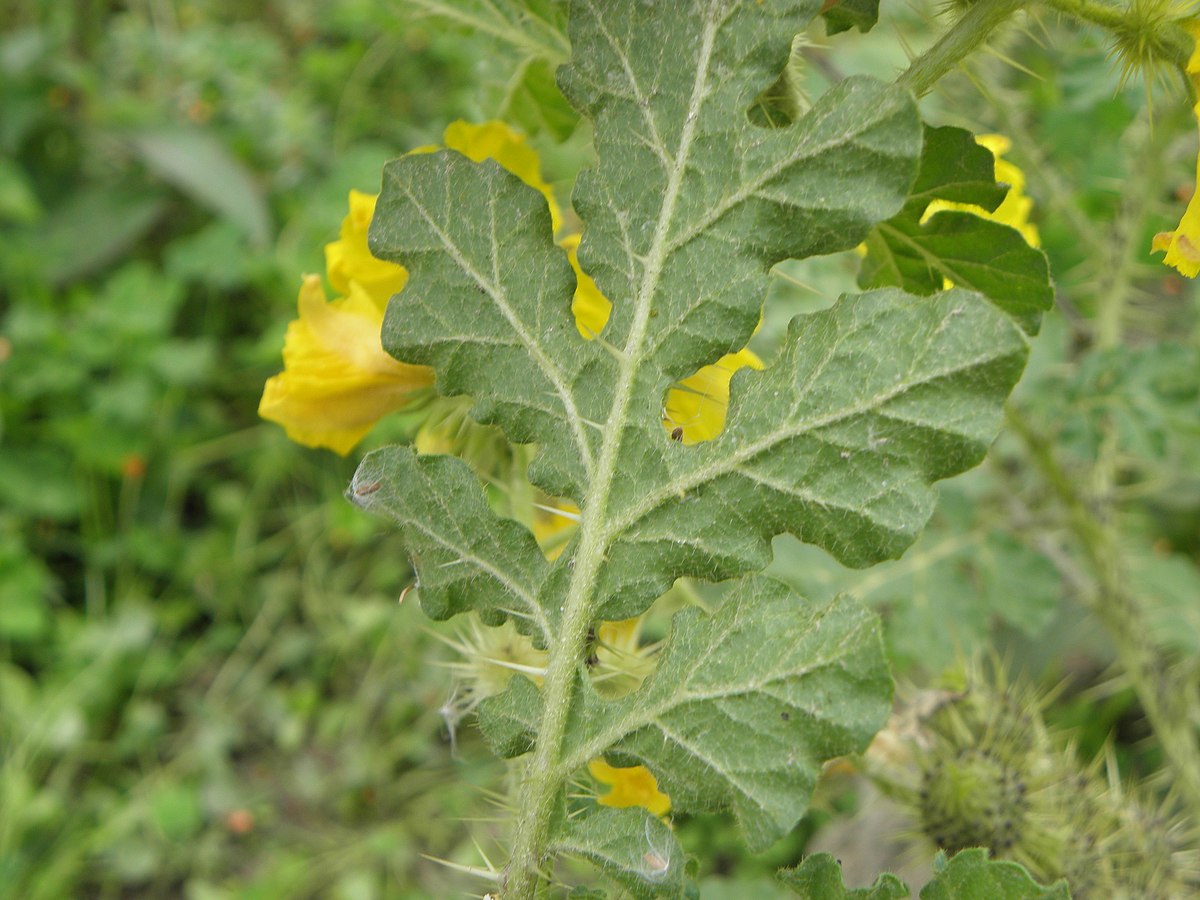 Паслен колючий (Solanum rostratum dun.)