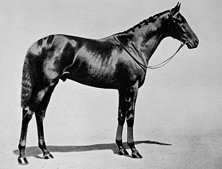 <span class="mw-page-title-main">Solario</span> Irish-bred Thoroughbred racehorse