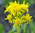 Solidago simplex