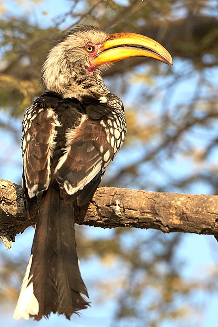 Southern Yellow-Billed Hornbill in Etosha