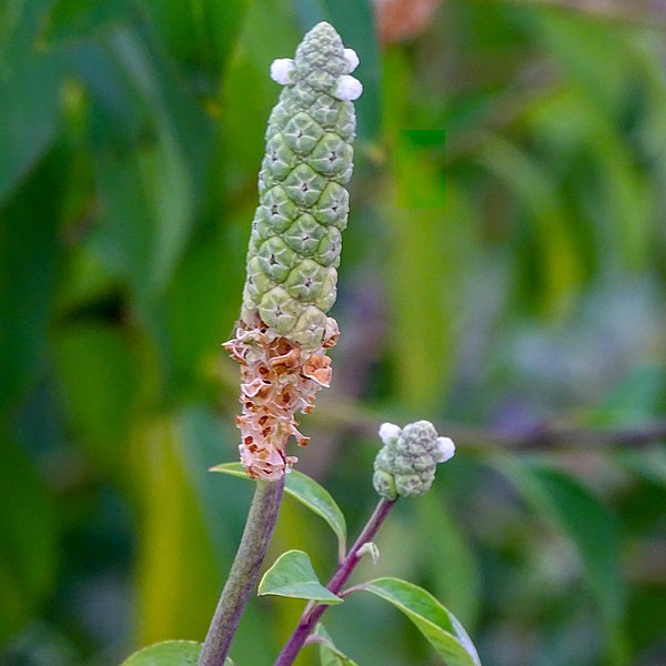 File:Sphenoclea zeylanica, Goose weed 2.jpg