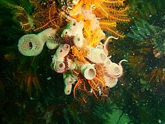 Sponges and feather stars