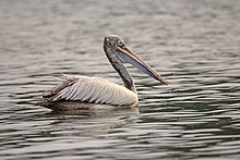 Spot-billed pelican-02.jpg