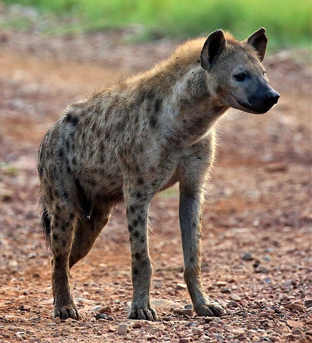 Spotted hyena - Wikipedia