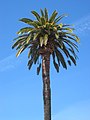 Stanford University Quad Palm Tree.JPG