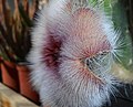 * Nomination Stapelia flower. --Salicyna 08:59, 9 May 2016 (UTC) * Decline  Comment Contrast has to be fixed here as well.--Ermell 12:41, 9 May 2016 (UTC)  Not donewithin a week. --XRay 06:05, 16 May 2016 (UTC)