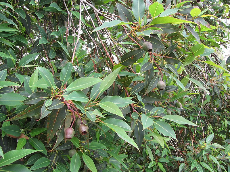 File:Starr-110307-2581-Corymbia ficifolia-leaves-Kula Botanical Garden-Maui (24451477683).jpg