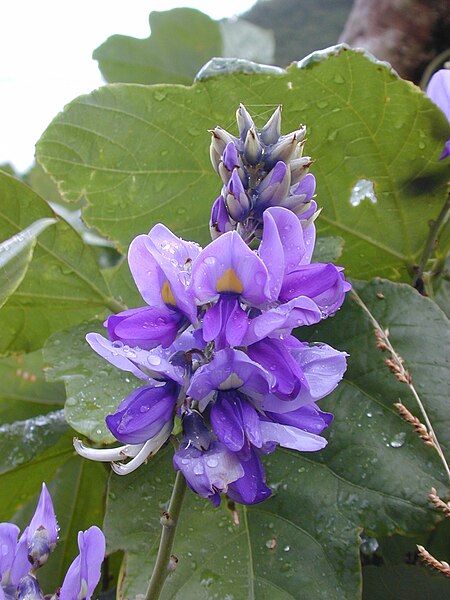 File:Starr 021012-0003 Pueraria montana var. lobata.jpg