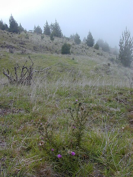 File:Starr 030419-0179 Cirsium vulgare.jpg