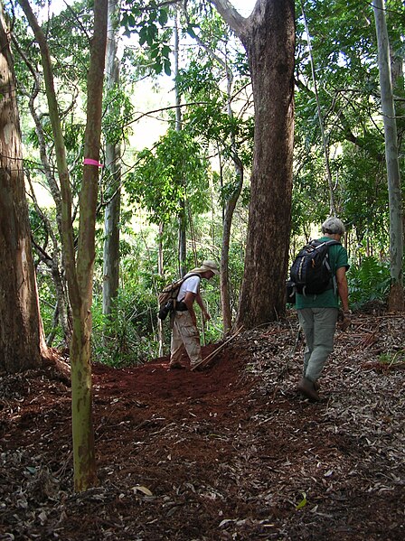 File:Starr 041130-1244 Eucalyptus sp..jpg