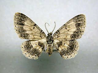 <i>Stenalcidia</i> Genus of moths