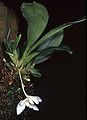 Stenia pastorellii plant