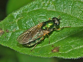 <i>Chloromyia</i> Genus of flies