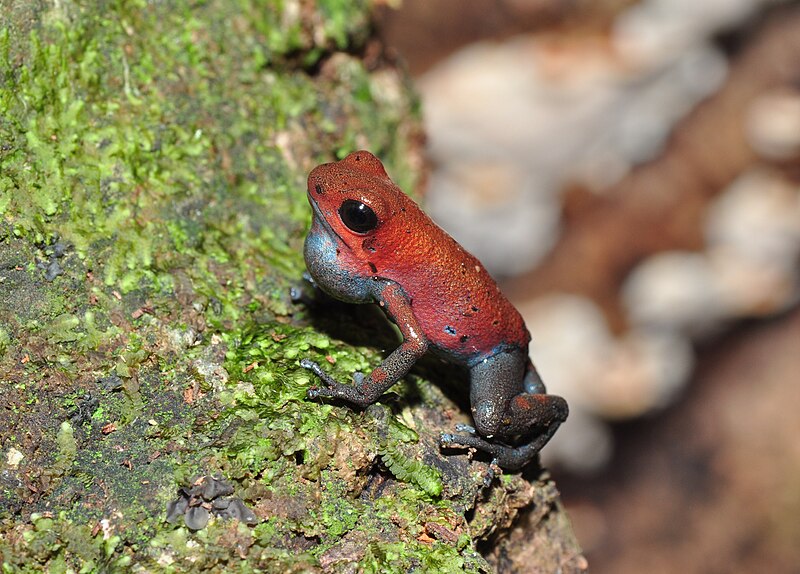 File:Strawberry poison-dart frog (Oophaga pumilio or Dendrobates pumilio) (9463812699).jpg