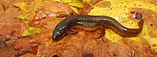 Çizgili Newt, Osceola County Fl.jpg