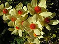 Leucadendron discolor