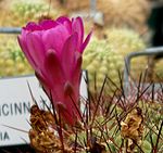 Rebutia steinbachii